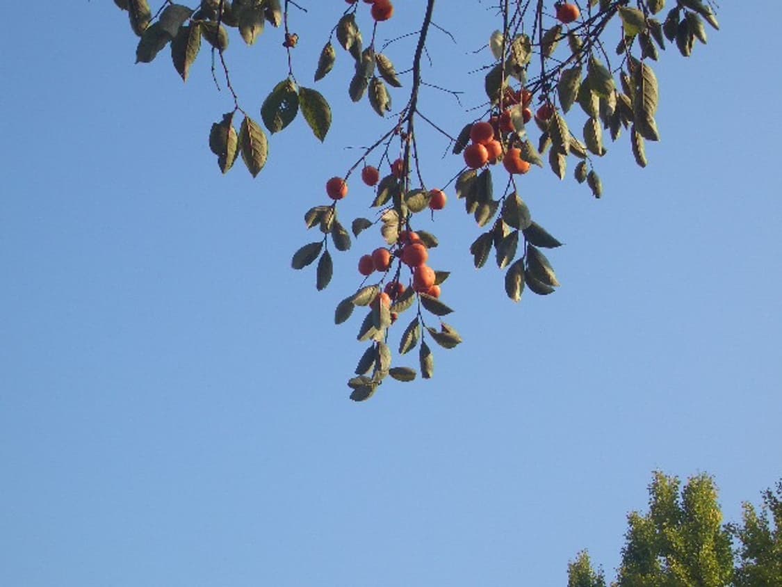 ex-z55 상품이미지3