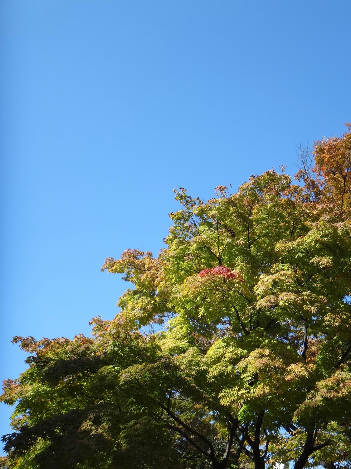 희귀!!) 소니 dsc-tx55 사이버샷 핑크디카  상품이미지8