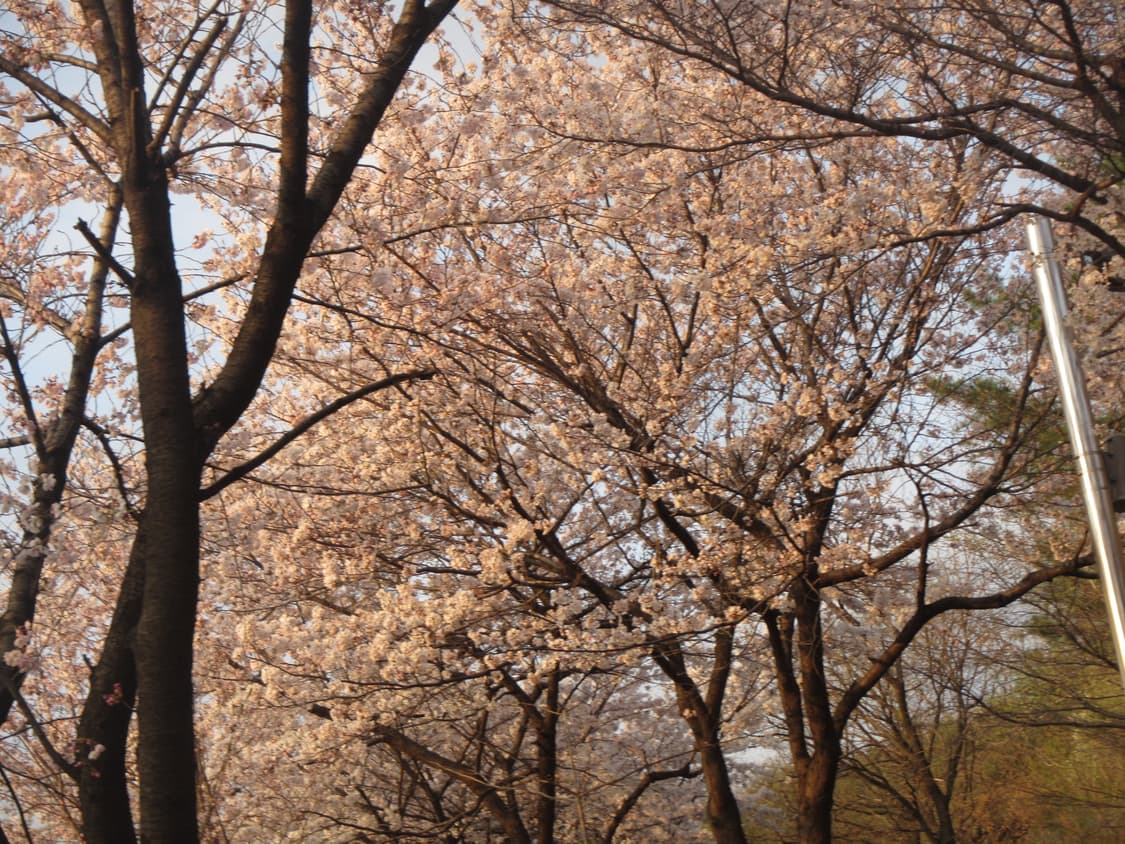 (작례🌸)Canon Powershot D30디카 상품이미지3