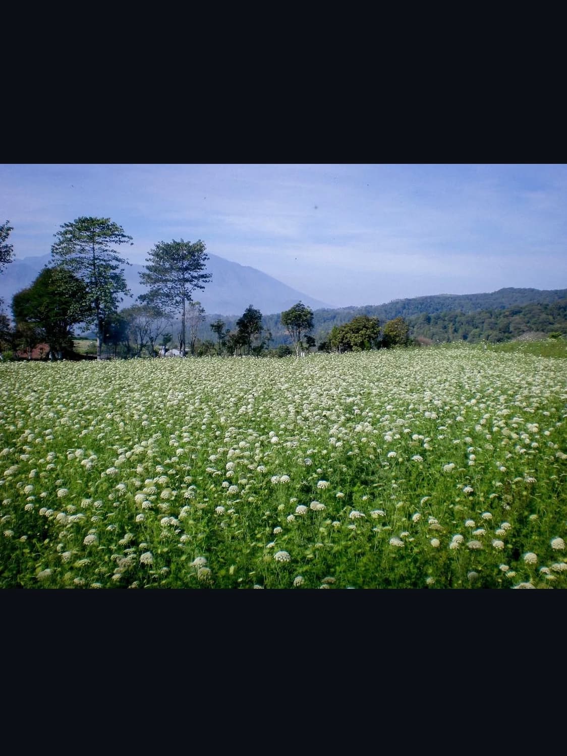 카시오 엑실림 ex z75 디지털카메라 상품이미지8