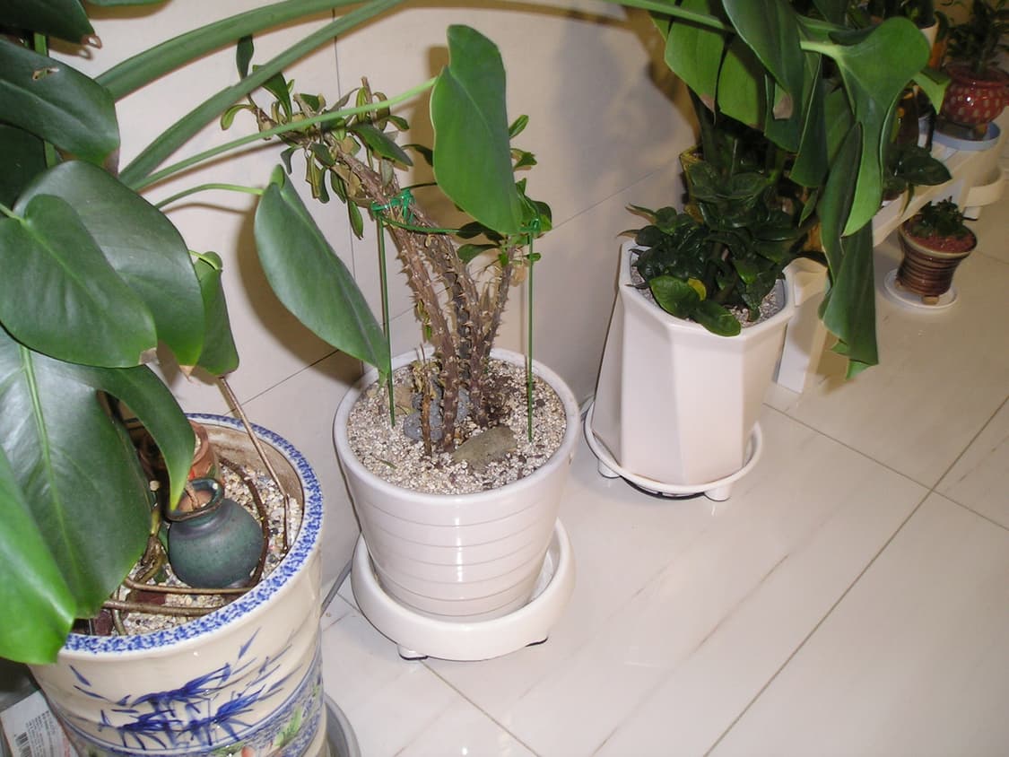 Olympus Camedia d-560 zoom 디지털 카메라  상품이미지7