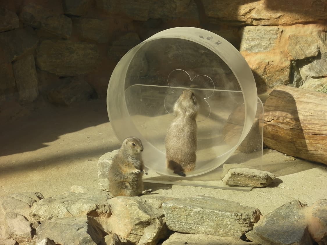 작례/민트급) sanyo xacti cg100 산요 작티 빈티지 캠코더 상품이미지9