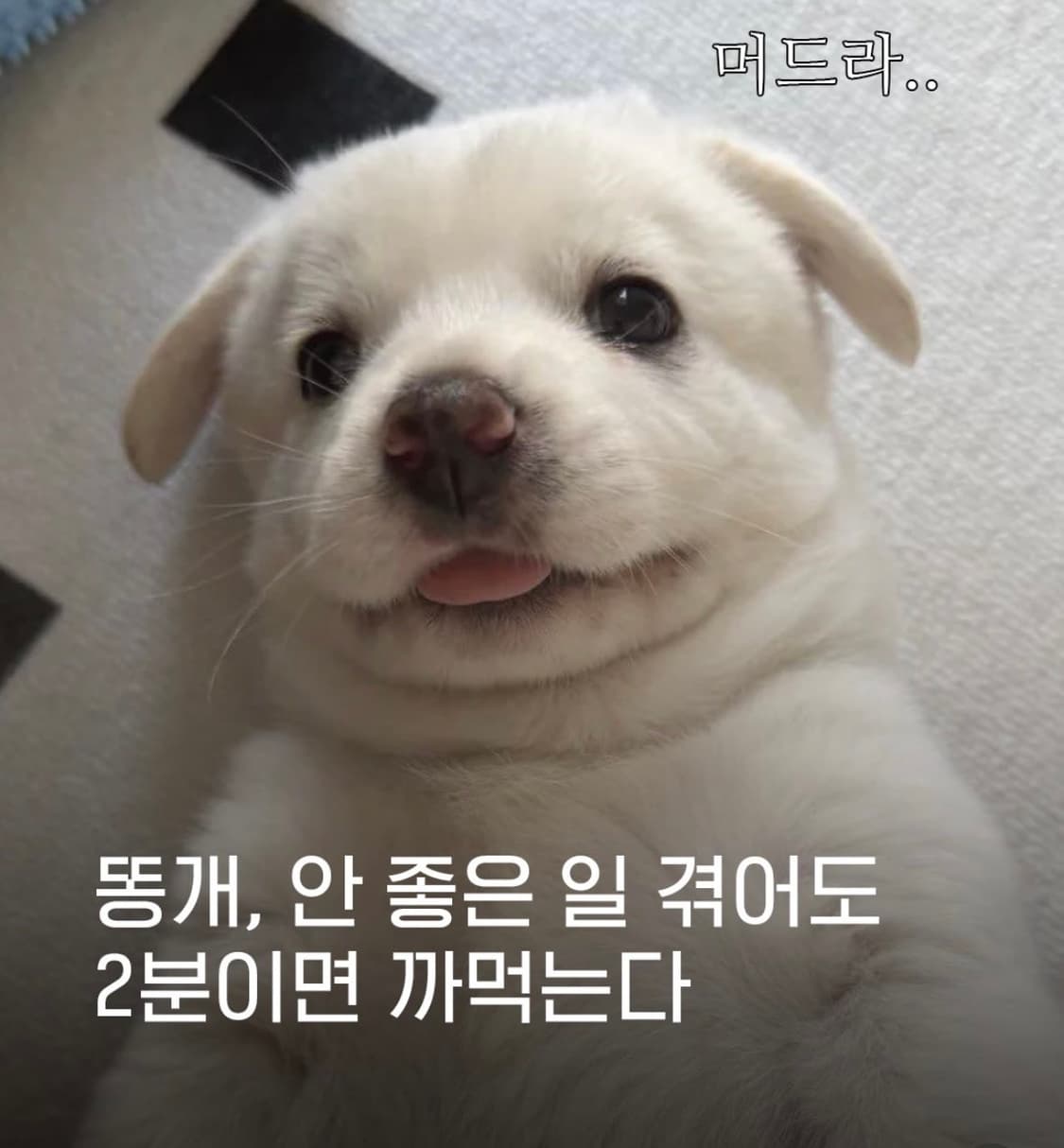 결제창 상품이미지1