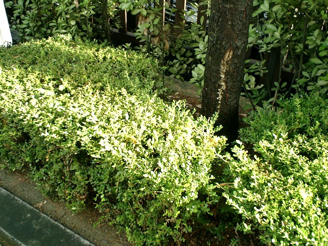 카시오엑슬림 EX-m1 디카 상품이미지8
