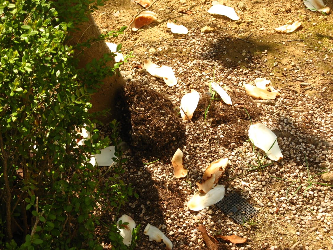 [작례] 캐논 파워샷 A710 IS / 디카 상품이미지10