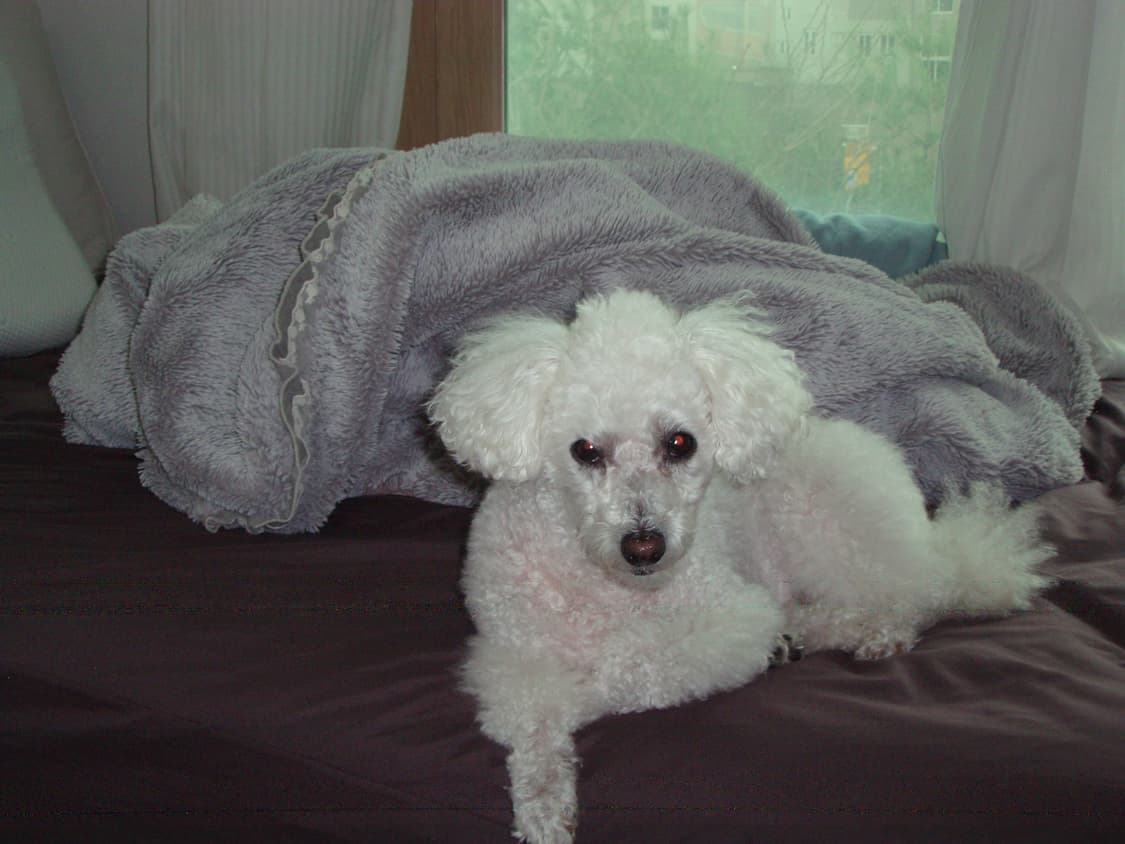 올림푸스 스타일러스 740 빈티지 디지털카메라 상품이미지9