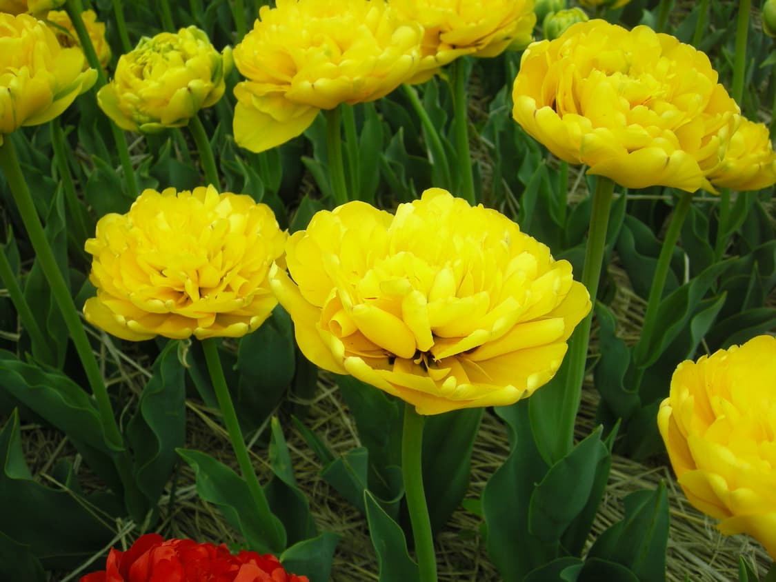 니콘 쿨픽스 s500 빈티지 디카 상품이미지7