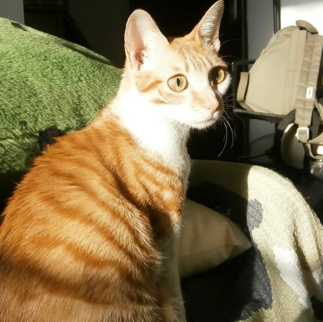 올림푸스 OLYMPUS VH-510 디카 디지털카메라 상품이미지7