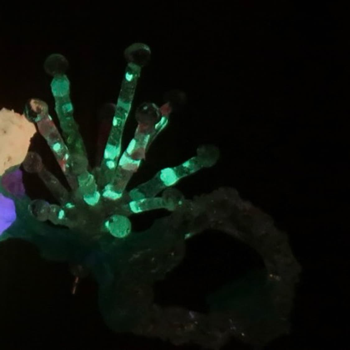 야광 산호초 earrings set 🪸 상품이미지3