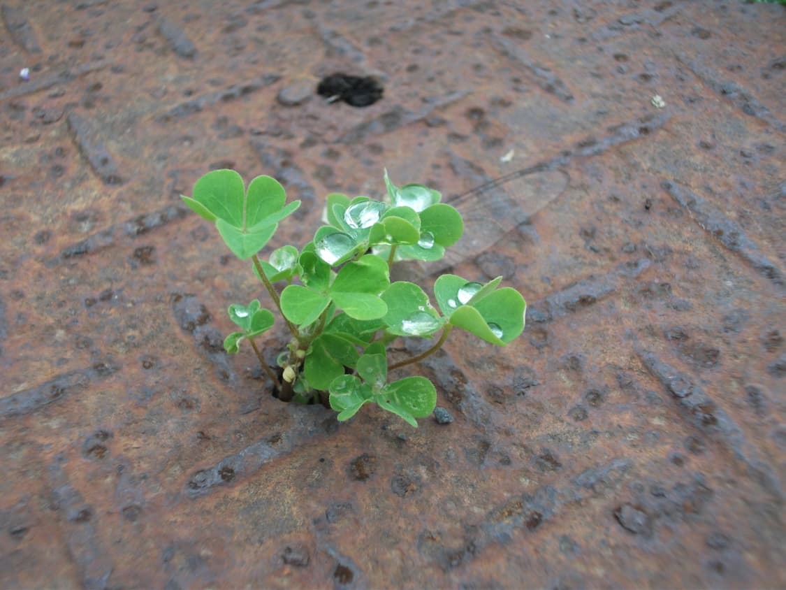 후지필름 파인픽스 j30 빈티지 카메라(작례O) 상품이미지3