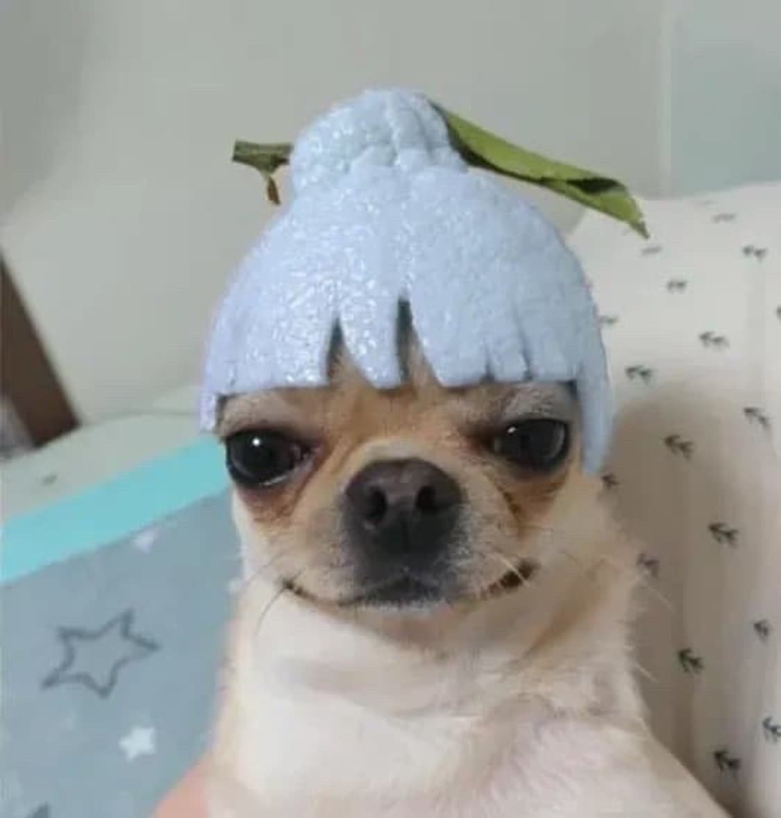 Xl 상품이미지1