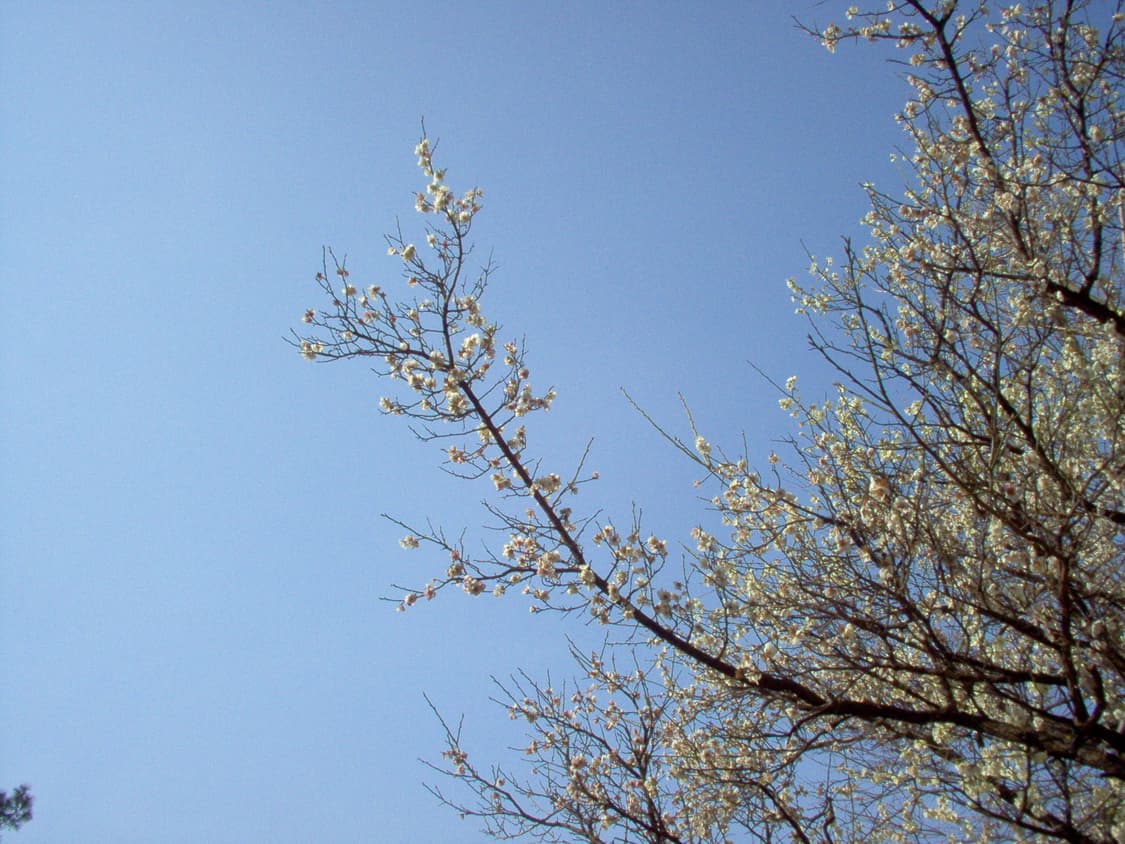 HP 포토스마트435 디카 상품이미지8