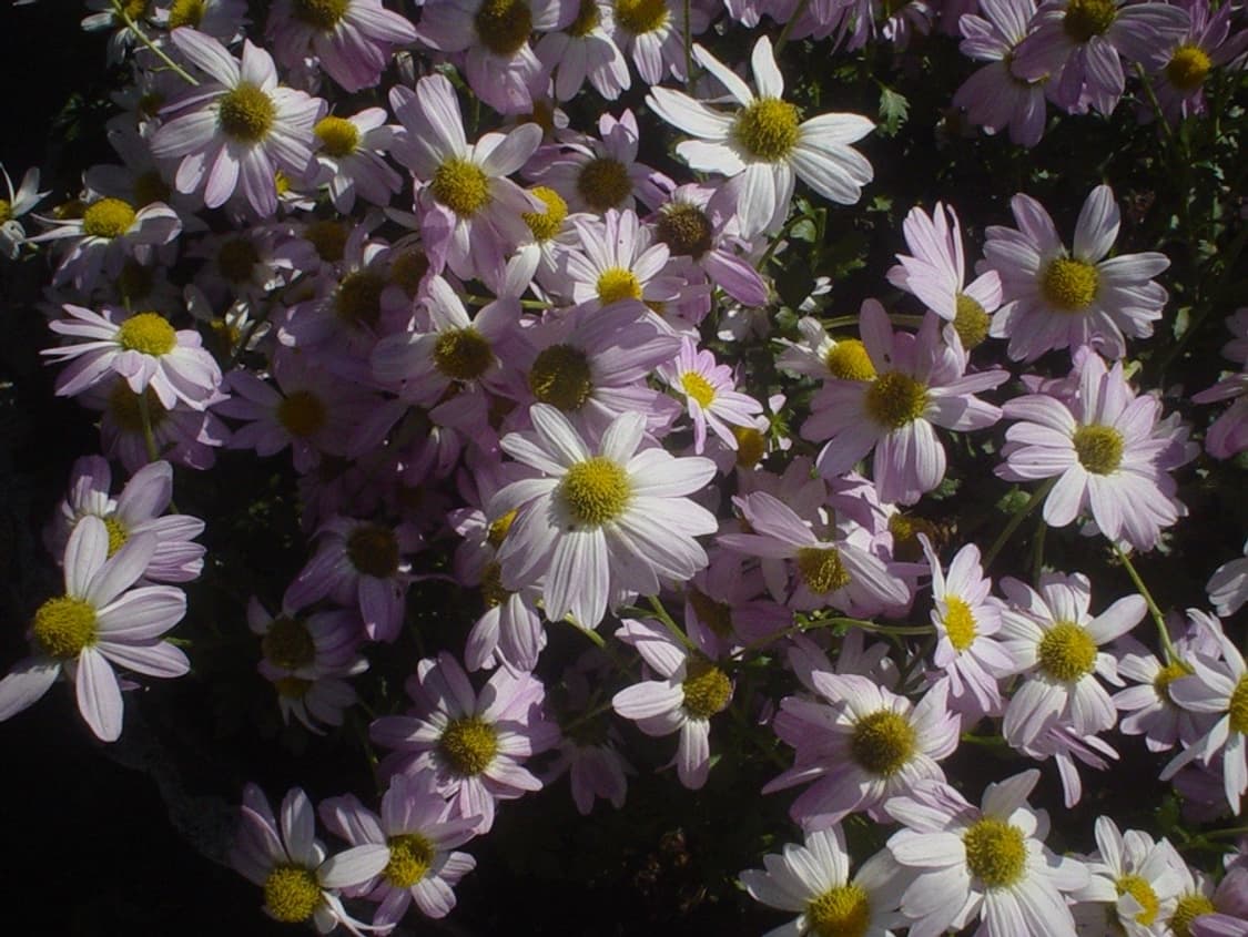 소니 사이버샷 dsc-p31 상품이미지4