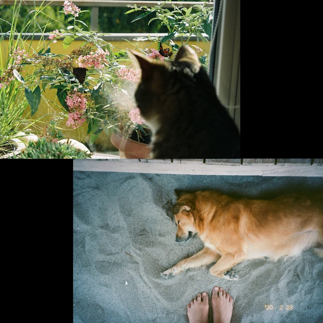 필카 캐논 오토보이120 (작례 0) 상품이미지3