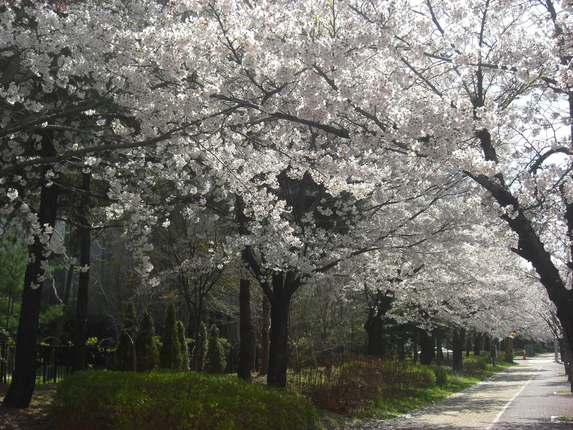 [풀박스/하자x]카시오 엑슬림 ex-z1080(작례o) 상품이미지4