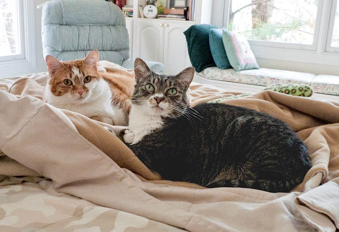 PANASONIC LUMIX DMC-F3 (파나소닉 루믹스 DMC-F3) 상품이미지10