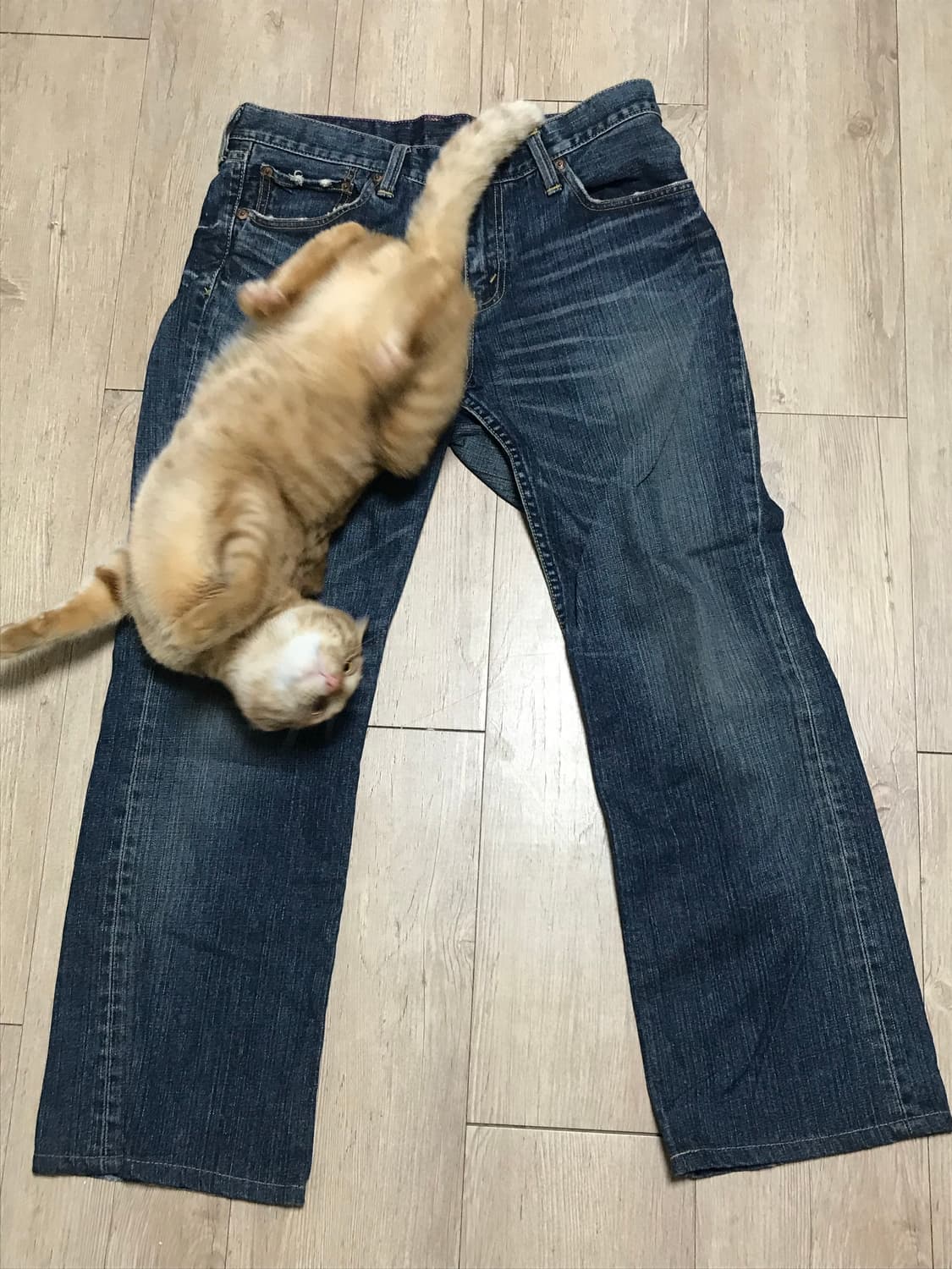 리바이스 청바지 상품이미지2