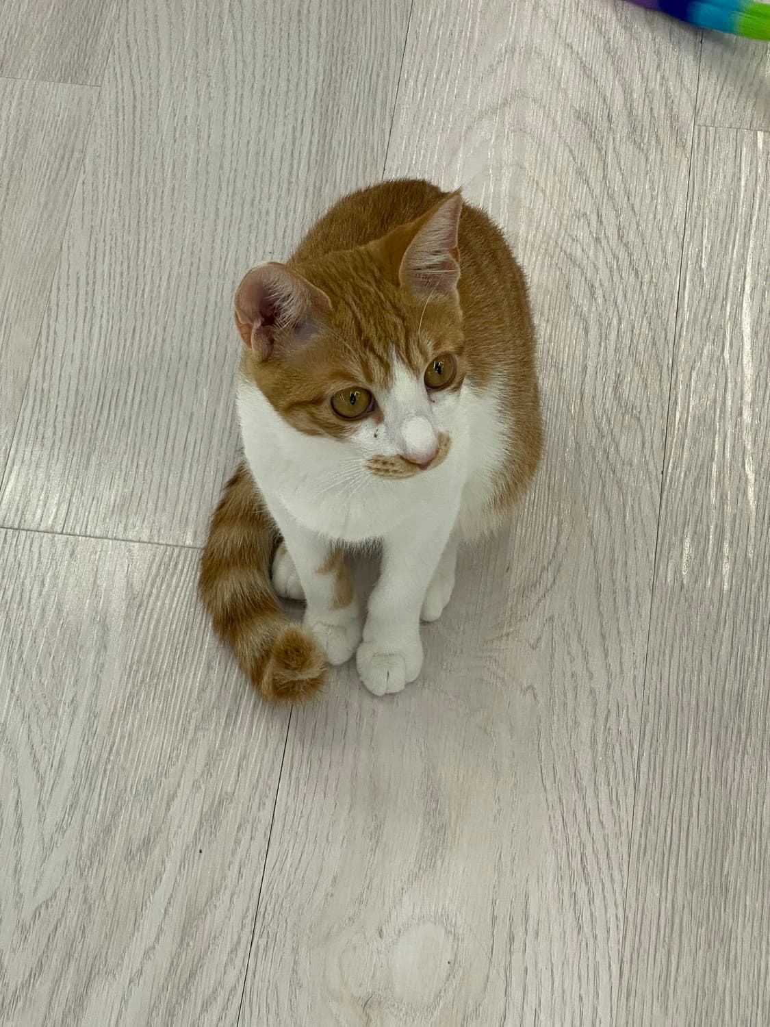 개인구매창 상품이미지1