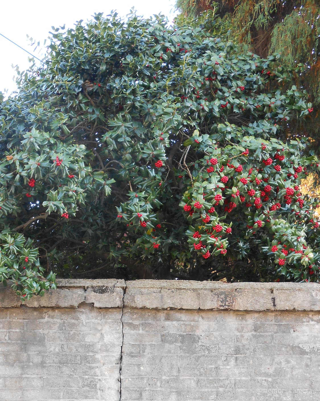 터치스크린/노란기없는작례🤍Nikon COOLPIX S4300 니콘 디카 상품이미지7