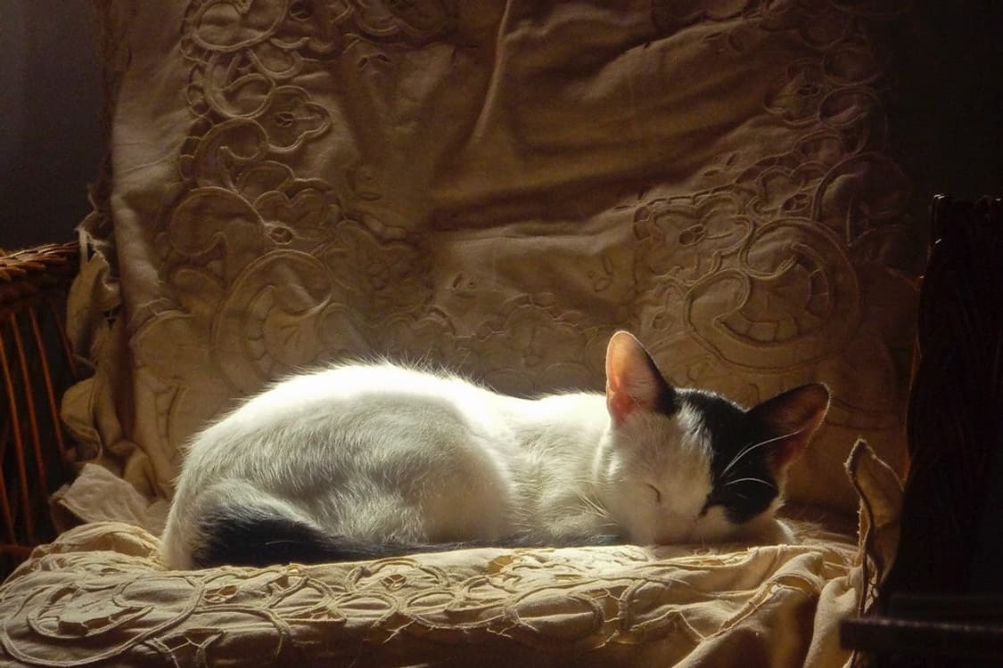 [라이카&뽀용!] 파나소닉 루믹스 DMC-FX35 디지털카메라 상품이미지8