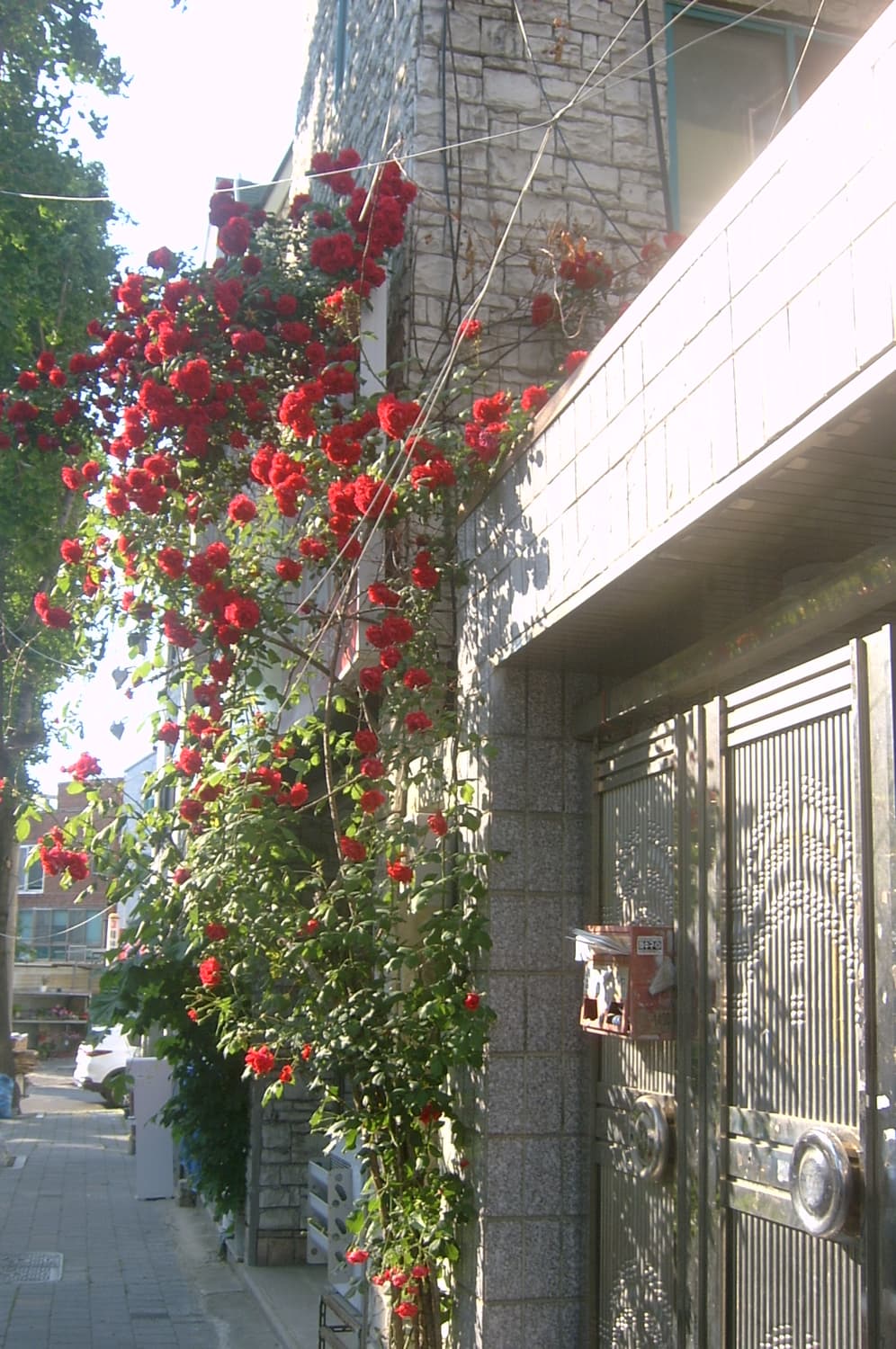 삼성 케녹스 V6 디지털카메라 상품이미지9