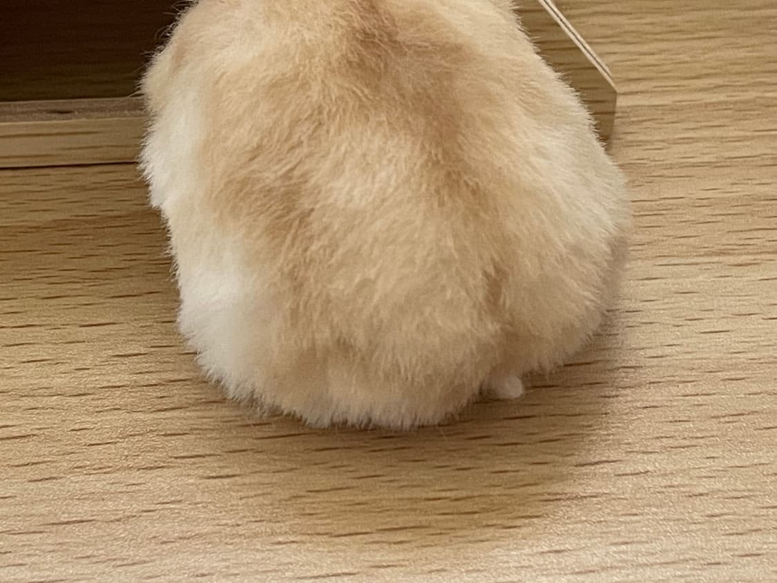 햄스터 실사 인형 (개귀여움) 상품이미지5