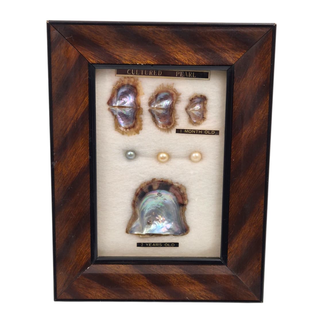 60s 이세시마 엔틱 진주 표본 우드 액자 상품이미지1