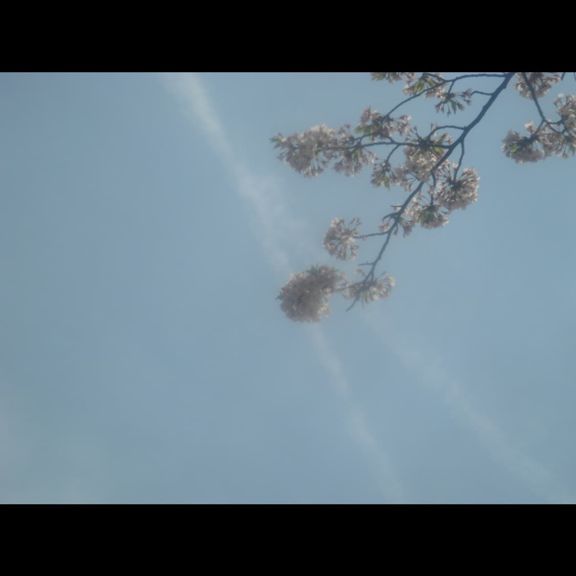 작례⭕️ 소니 사이버샷 DSC-T50 상품이미지7