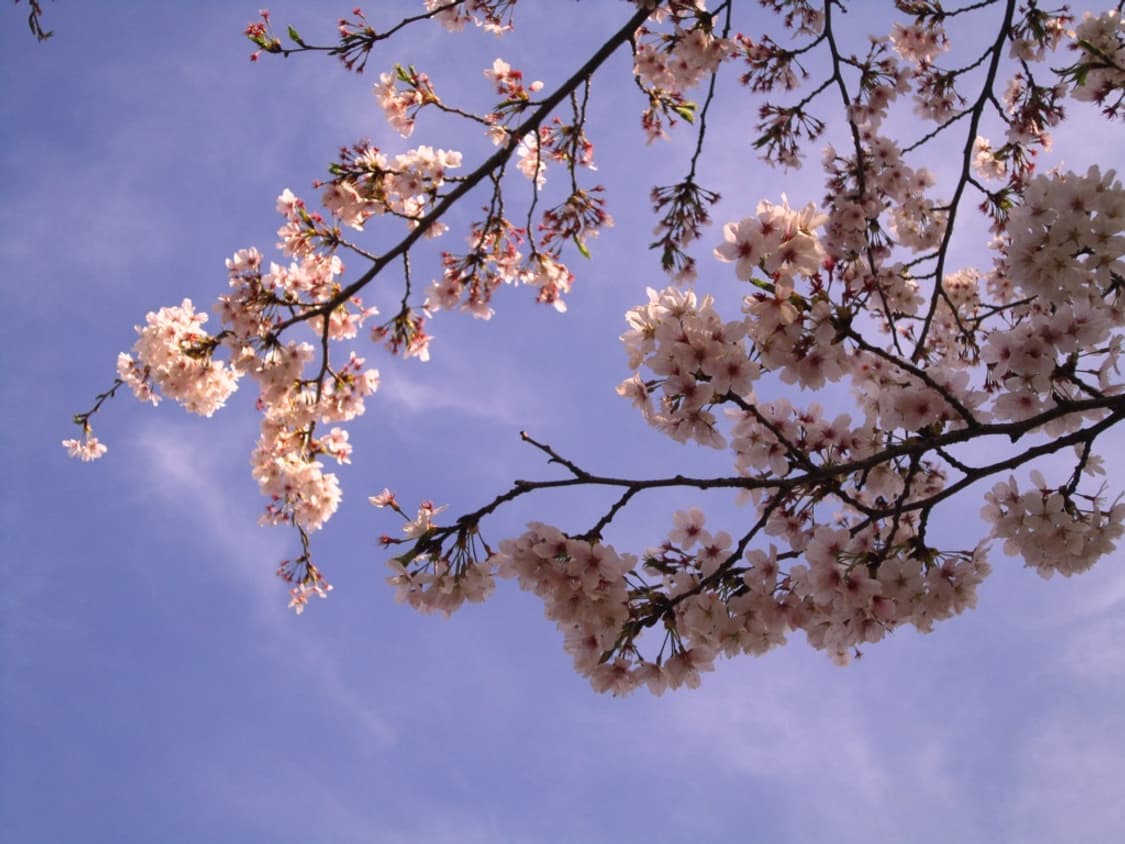 캐논 익서스 Canon IXUS 210 핑크  상품이미지3