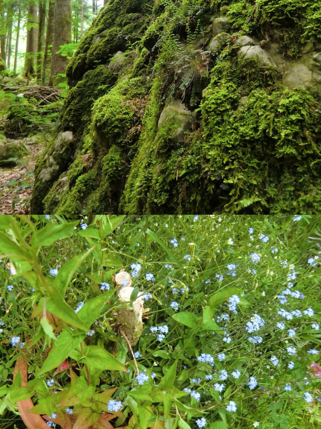 [📸츄디카] 카시오 엑슬림 EXILIM EX-H15 빈티지 디카 판매 상품이미지3