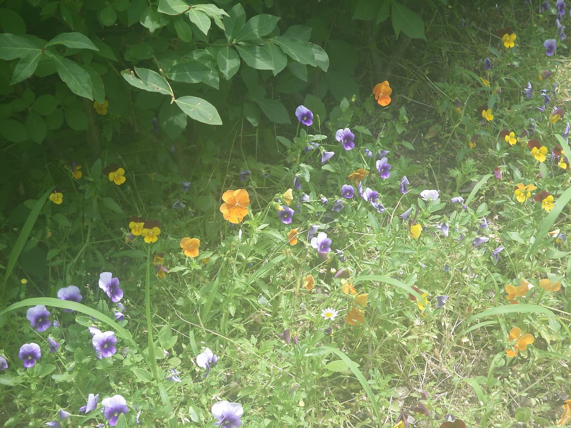 작례참고🌿  펜탁스 옵티오 P70 블루  상품이미지3