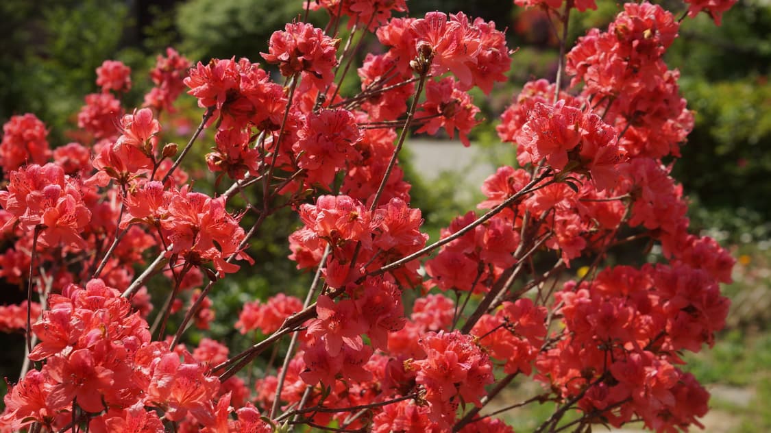 소니 E마운트 55-210mm OSS 렌즈 팝니다(렌즈 구간별 사진). 상품이미지4