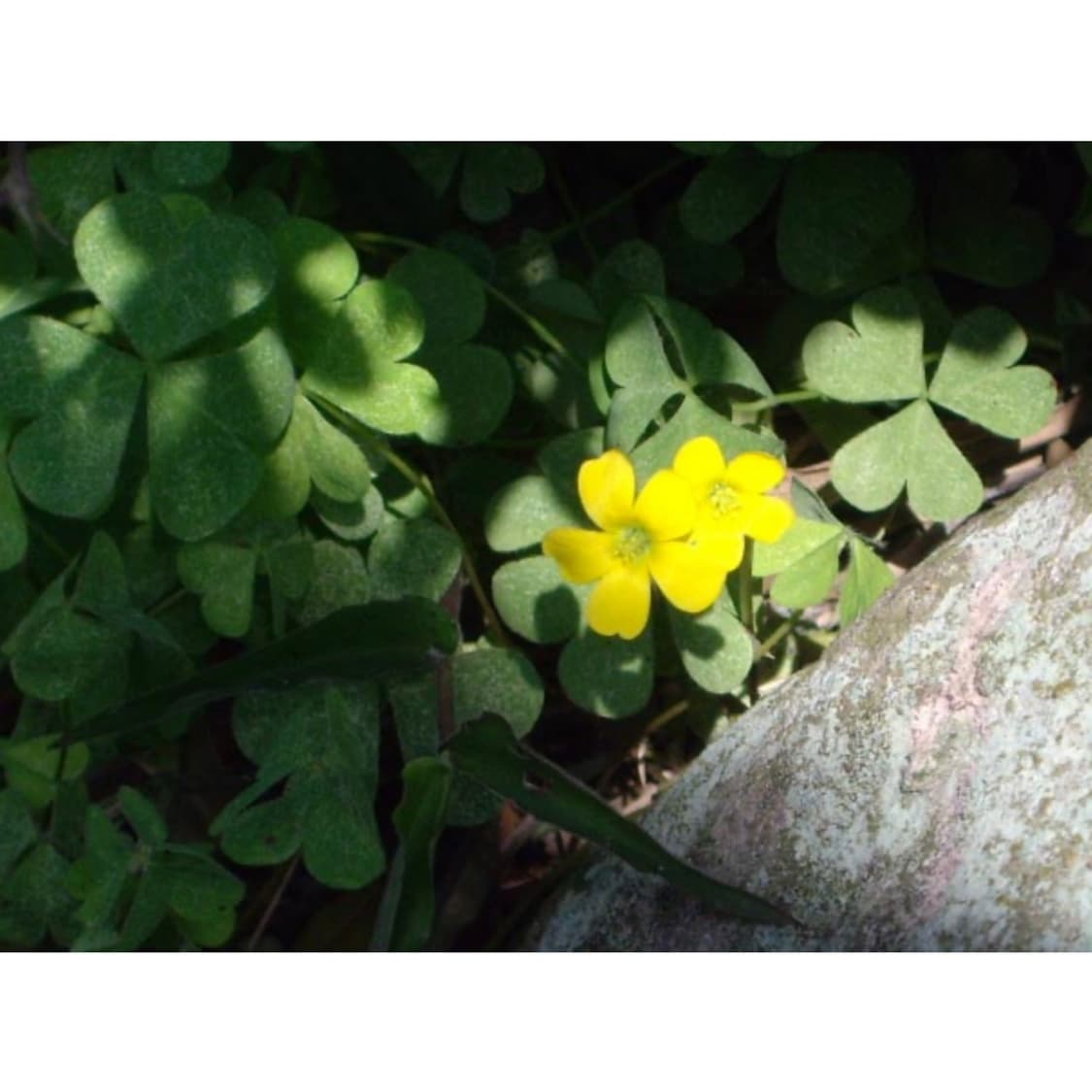 디카 펜탁스 옵티오 s6 (작례 0 ) 상품이미지4