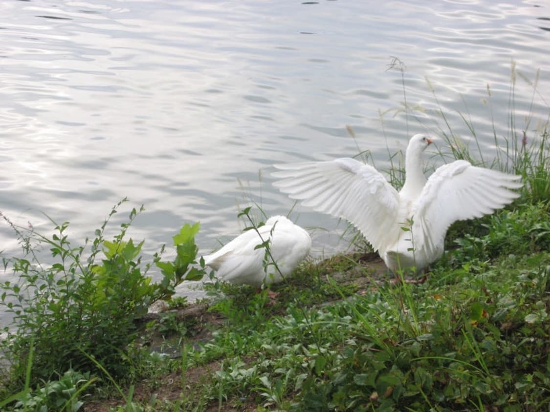 오늘만 할인/작례O) 캐논 익서스 300 익시 300 상품이미지6