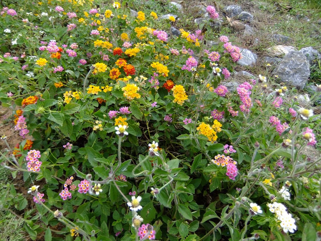 후지필름 FinePix F80EXR 판매 / 빈티지 디카 / 작례O 상품이미지6