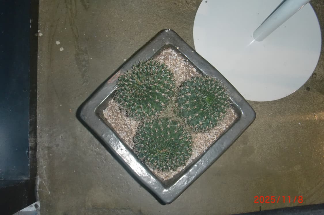 날짜표시)카시오 엑슬림 ex-g1 레드 빈티지디카 상품이미지10