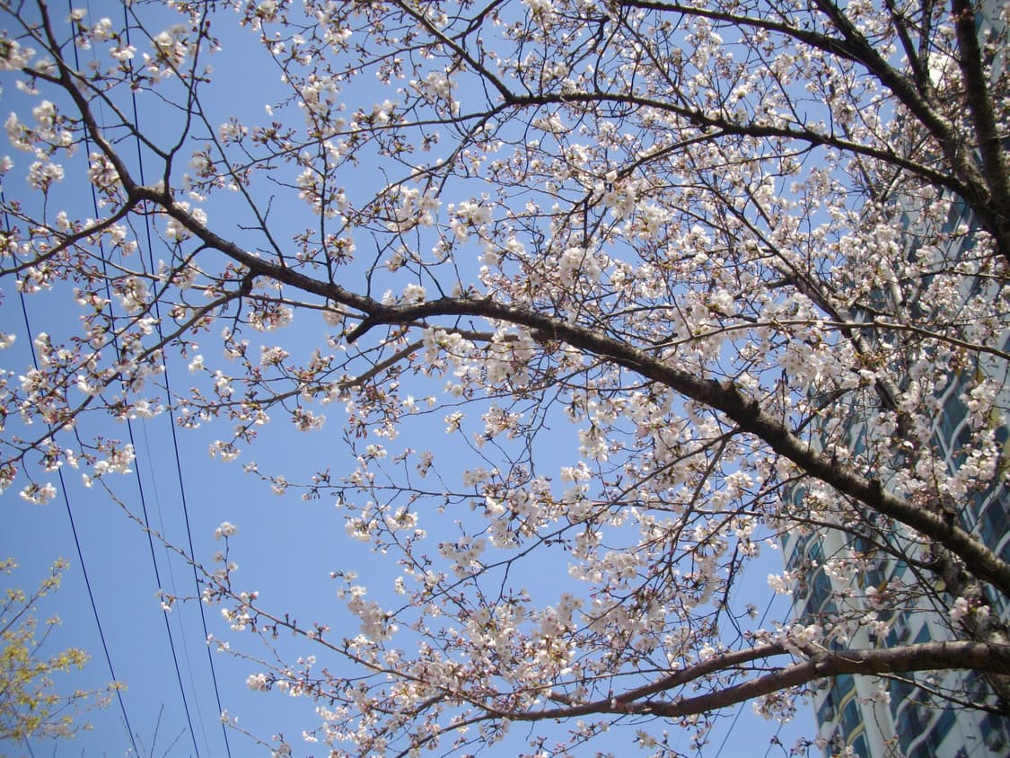 (작례o) 실버색상 펜탁스 Pentax Optio WP 상품이미지6
