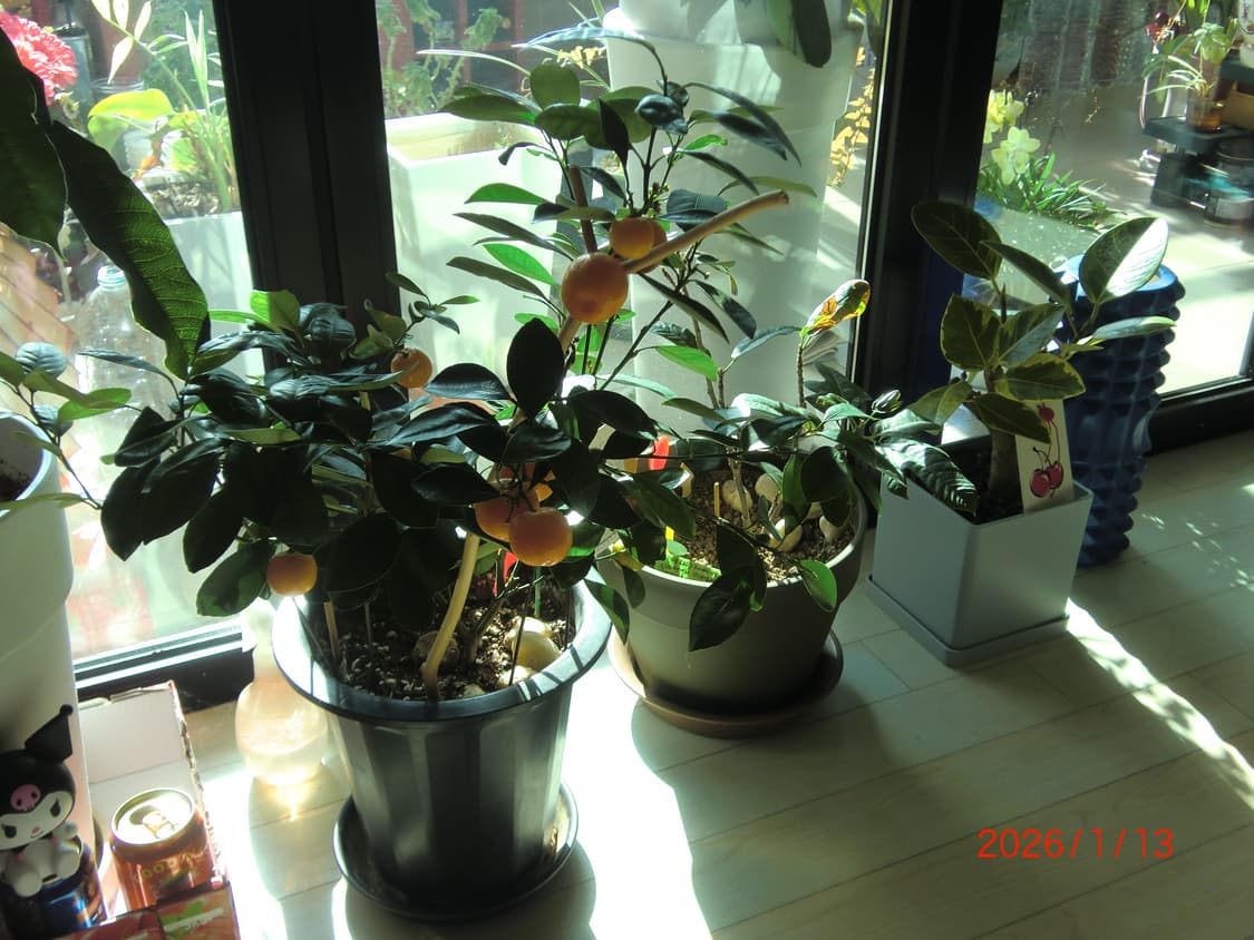 카시오 EXILIM EX-Z2000 디지털 카메라(작례O) 상품이미지10