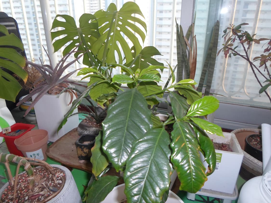 삼성 st 76 디지털카메라 (작례) 상품이미지7