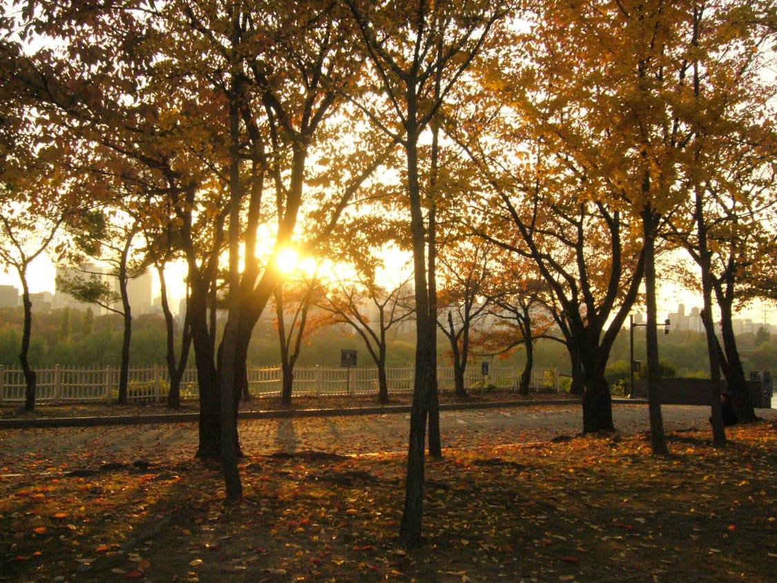 파나소닉 루믹스 fx9 디카 판매 상품이미지7