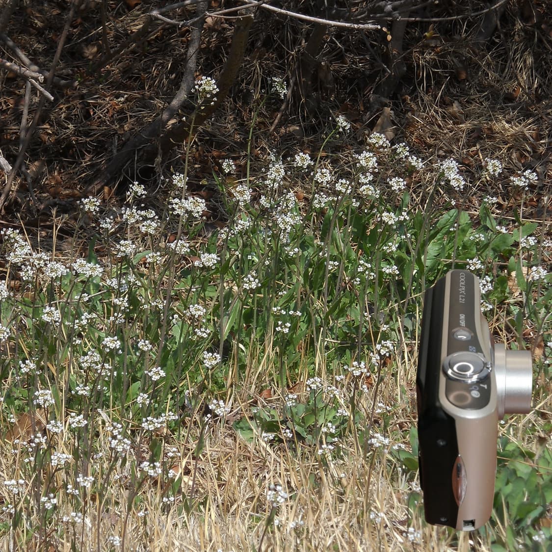 Coolpix L21 (✨민트급/🎁풀패키지) 상품이미지9