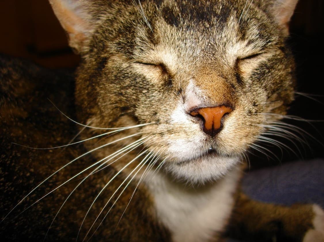 미사용/ 소니 사이버샷 빈티지 디카 DSC-N1 카메라 상품이미지10