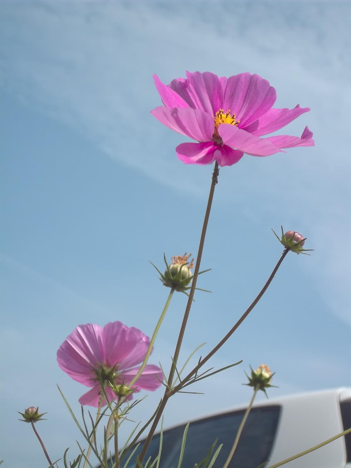 디카 코닥 c142 c143 작례 상품이미지4