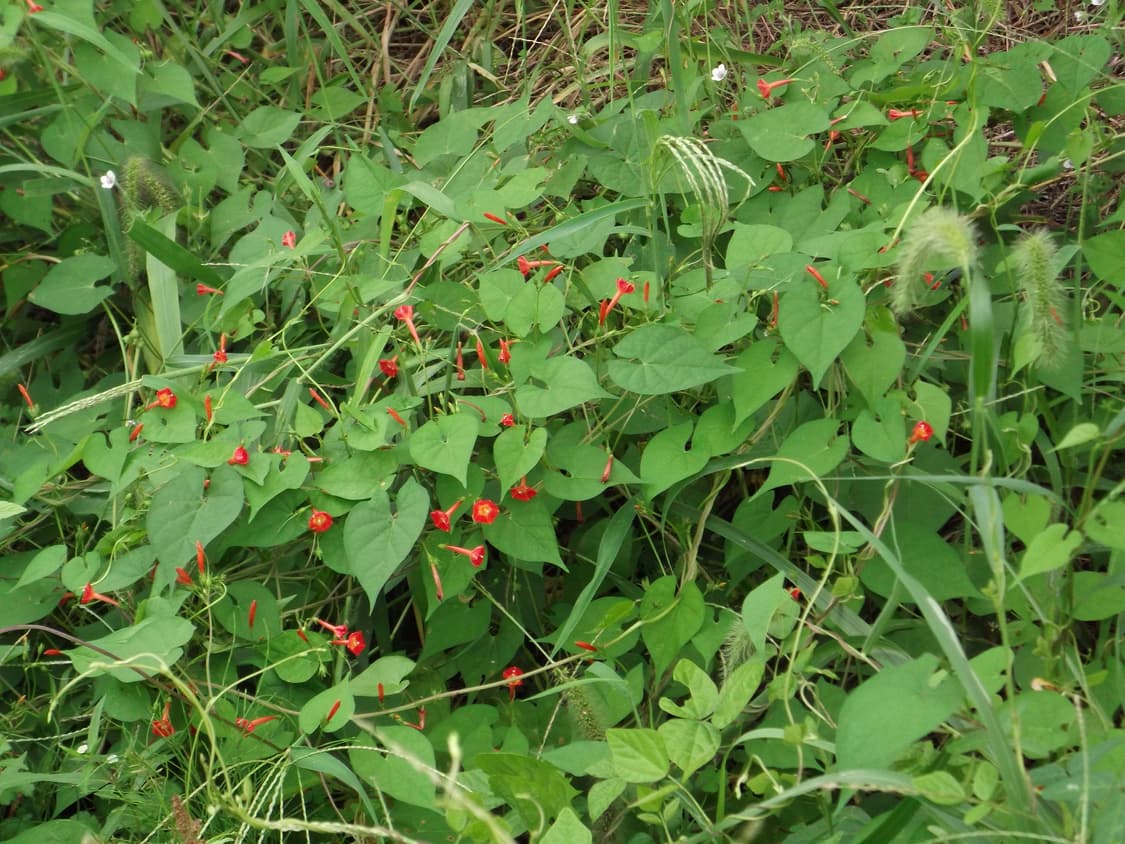 Fujifilm finepix AX300 빈티지디카 상품이미지8