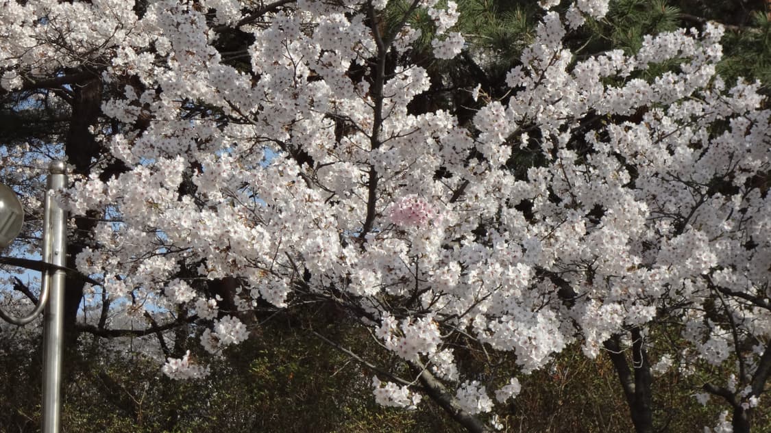 소니 사이버샷 DSC-WX30 상품이미지10