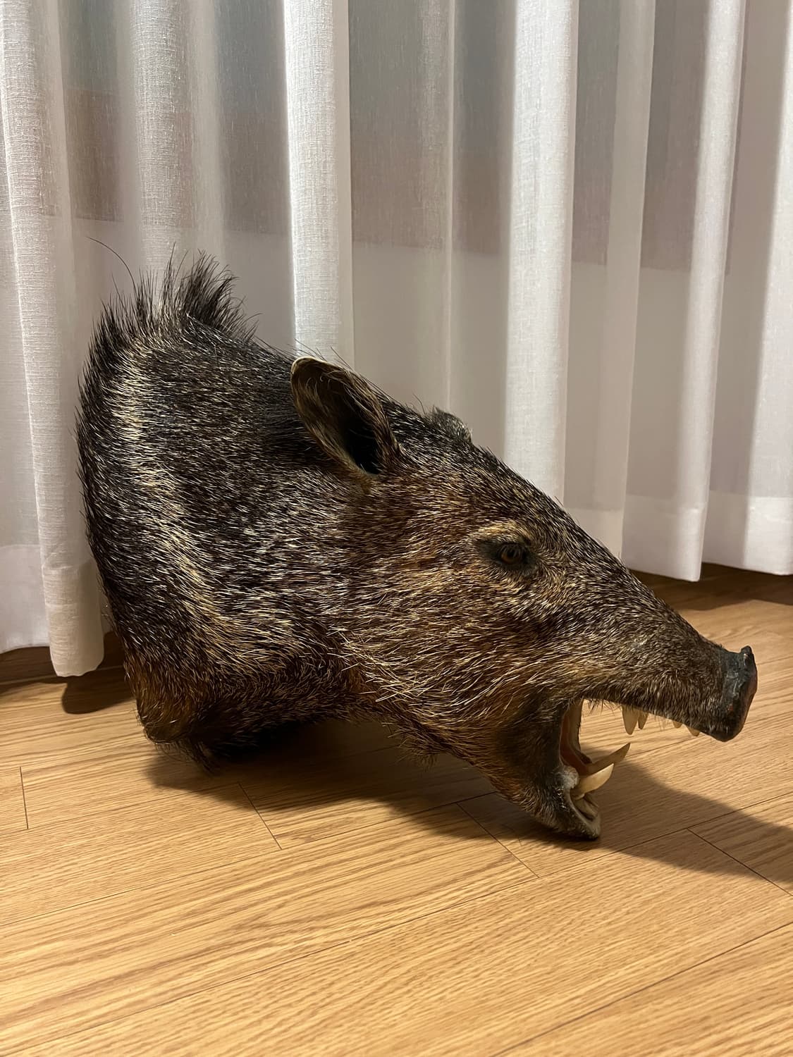 Javelina 숄더마운트 박제 헌팅트로피2 상품이미지5
