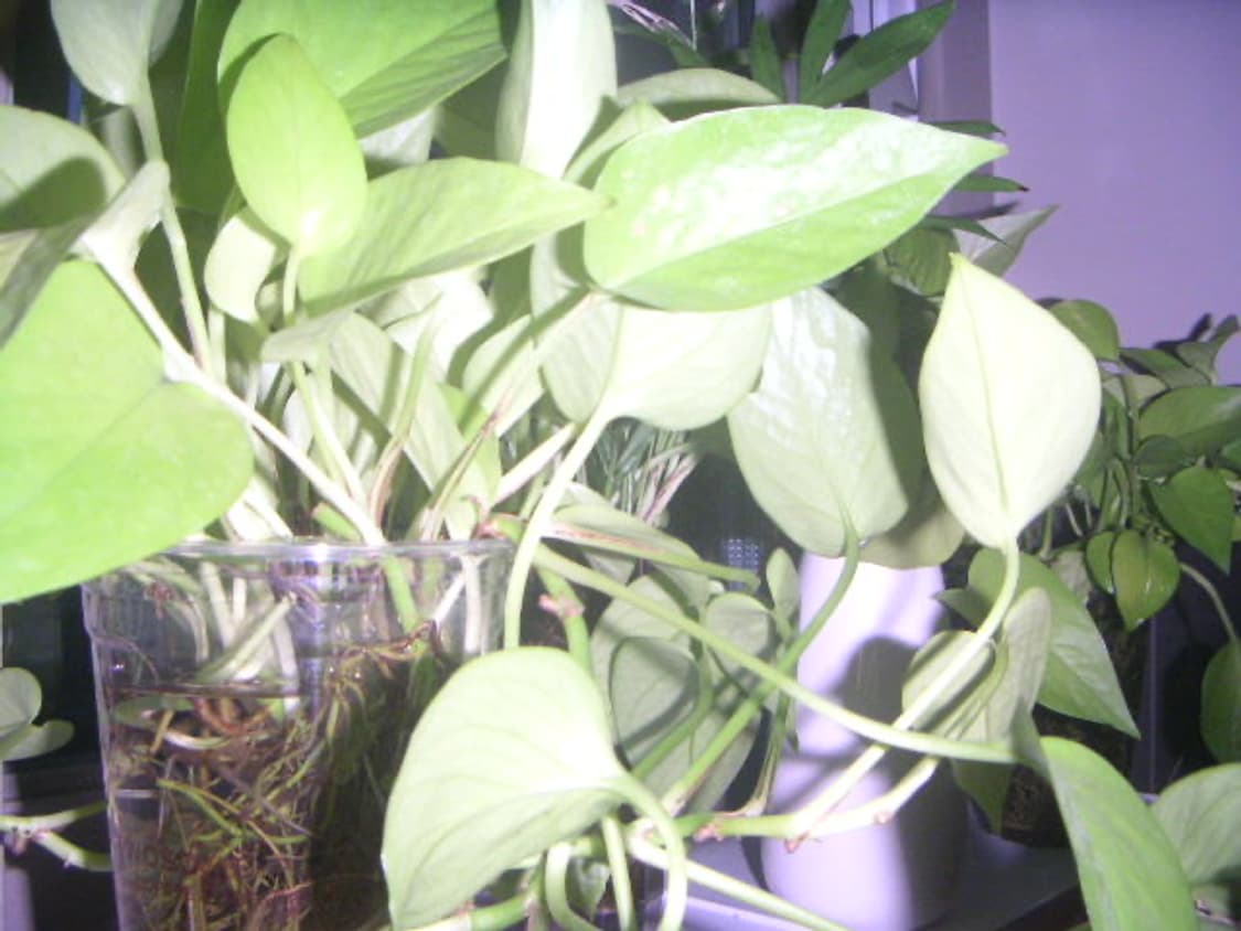 레어/작례O)  미놀타 디미지 x20 빈티지 디카 카메라 상품이미지9