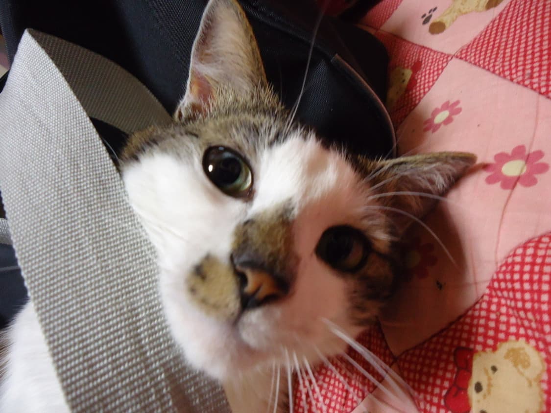 소니 사이버샷 Sony Cyber-shot DSC-W530 블랙 상품이미지3