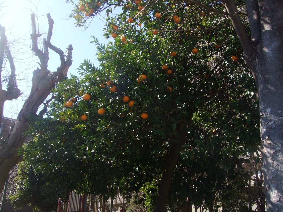 📸 후지 파인픽스 F40fd ✨ 감성색감 제대로 담기는 명기디카🌸 상품이미지4