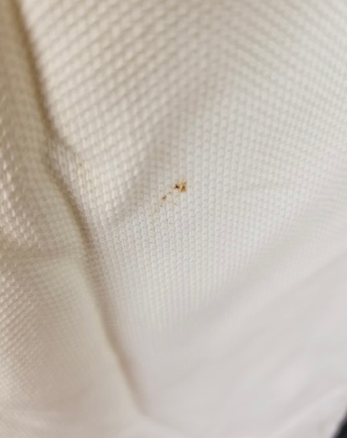 식케이 착용) 폴로 빅포니 스위스 치프키프 카라티 상품이미지7